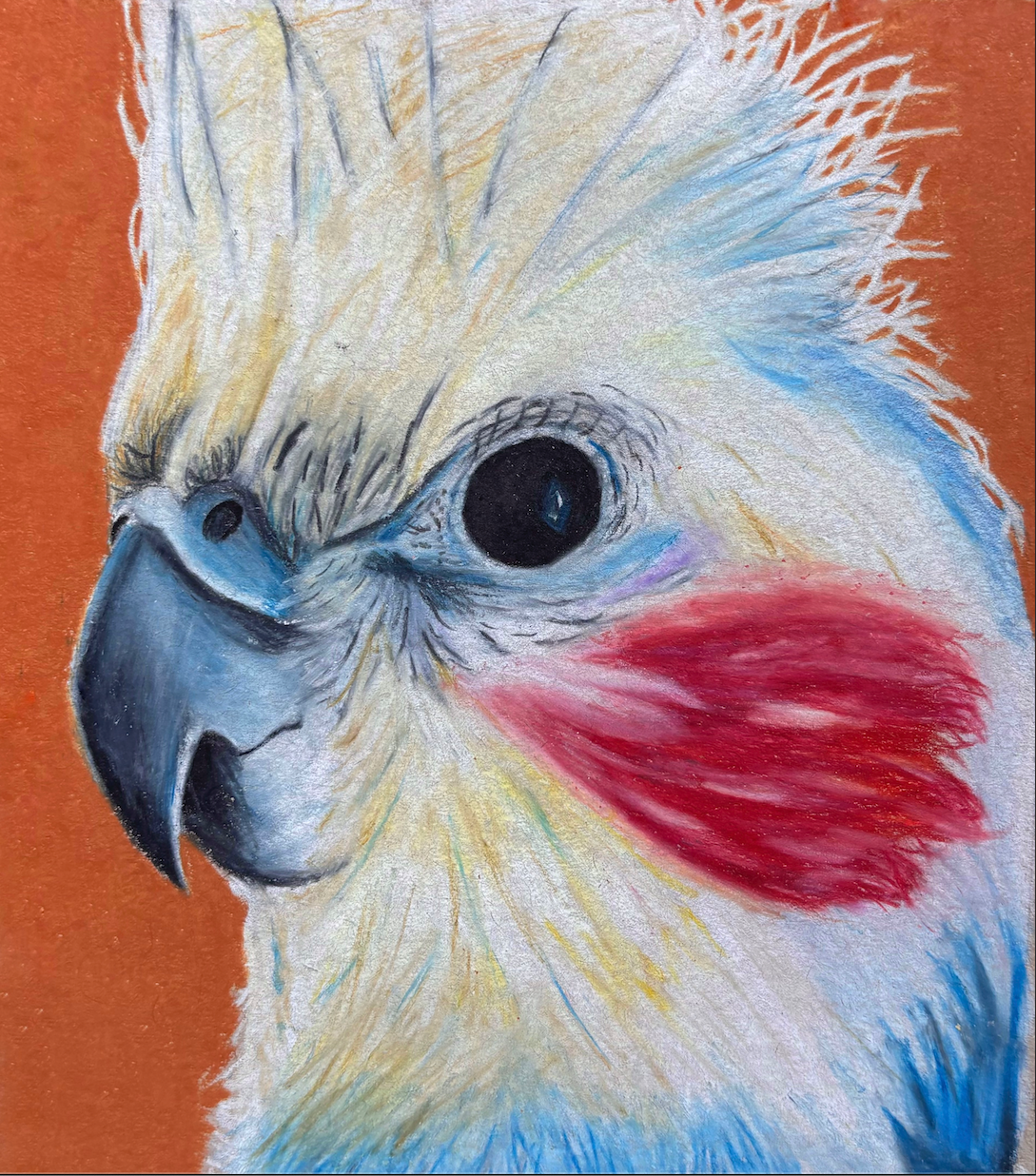 Cockatiel