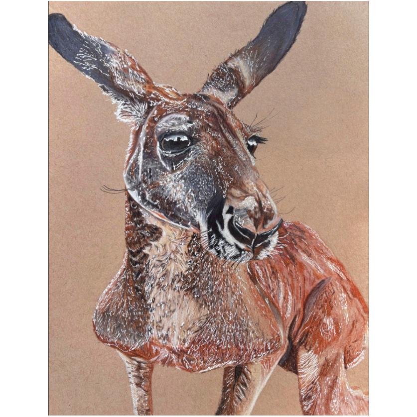 Red Kangaroo