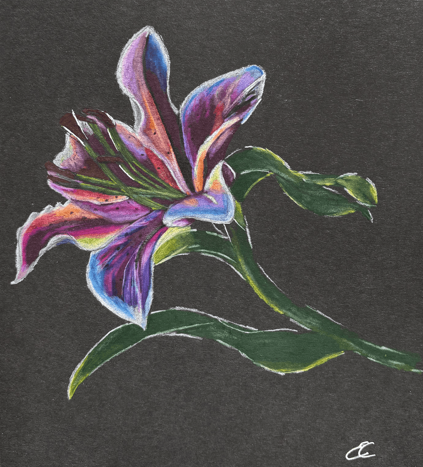 Rainbow Lily