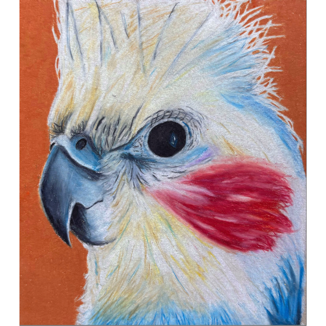 Cockatiel