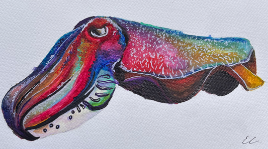 Giant Australian Cuttlefish