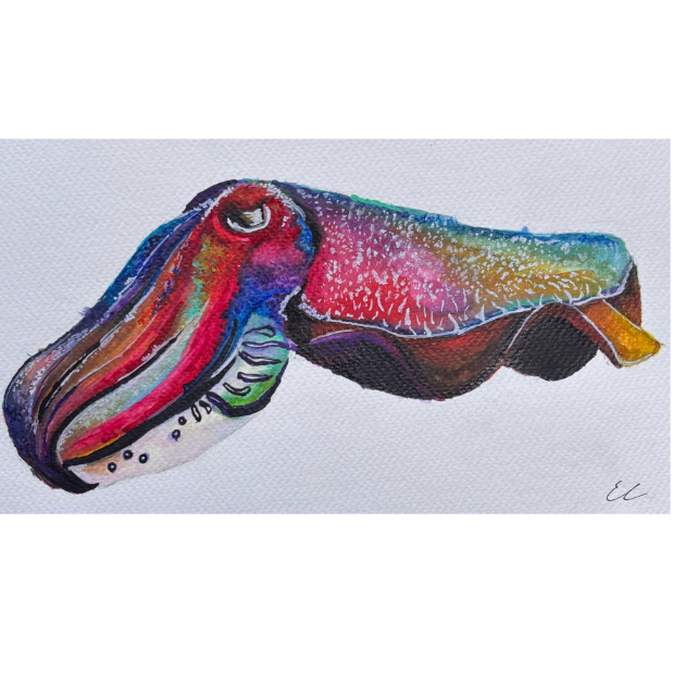 Giant Australian Cuttlefish