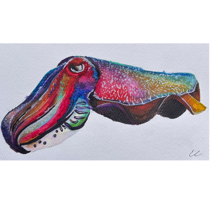 Giant Australian Cuttlefish