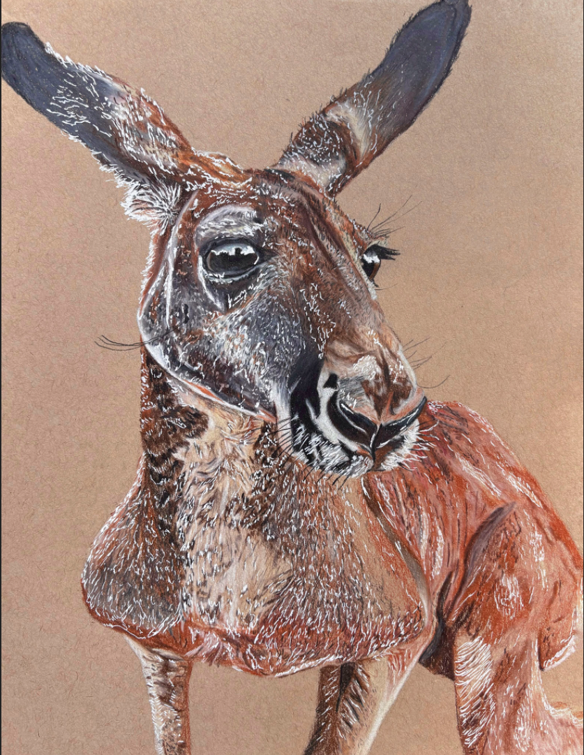 Red Kangaroo