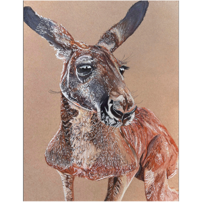 Red Kangaroo