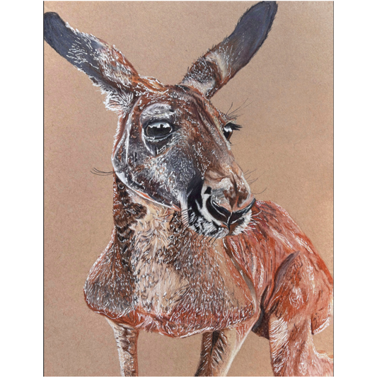 Red Kangaroo