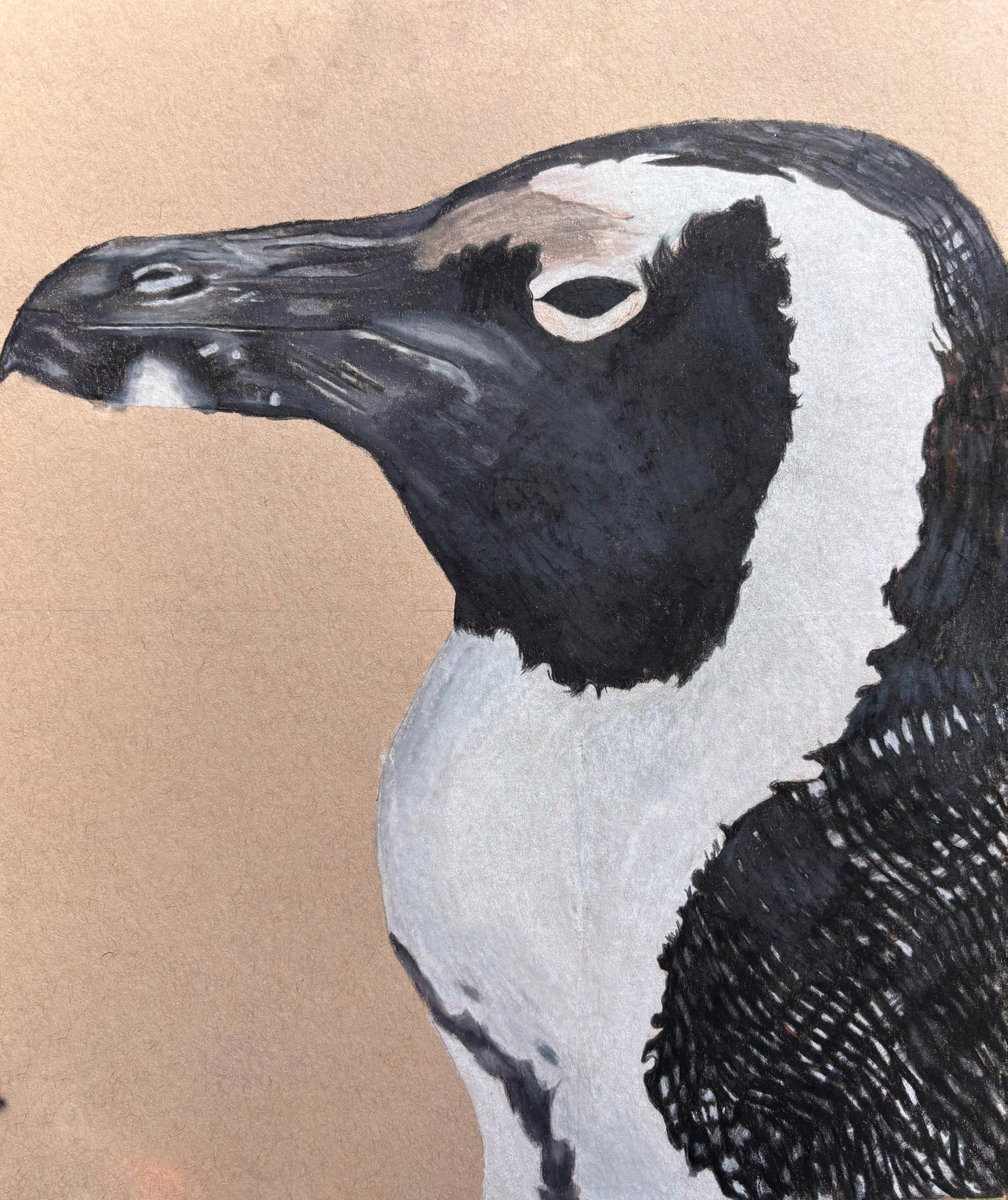 African Penguin