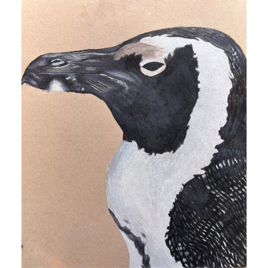 African Penguin